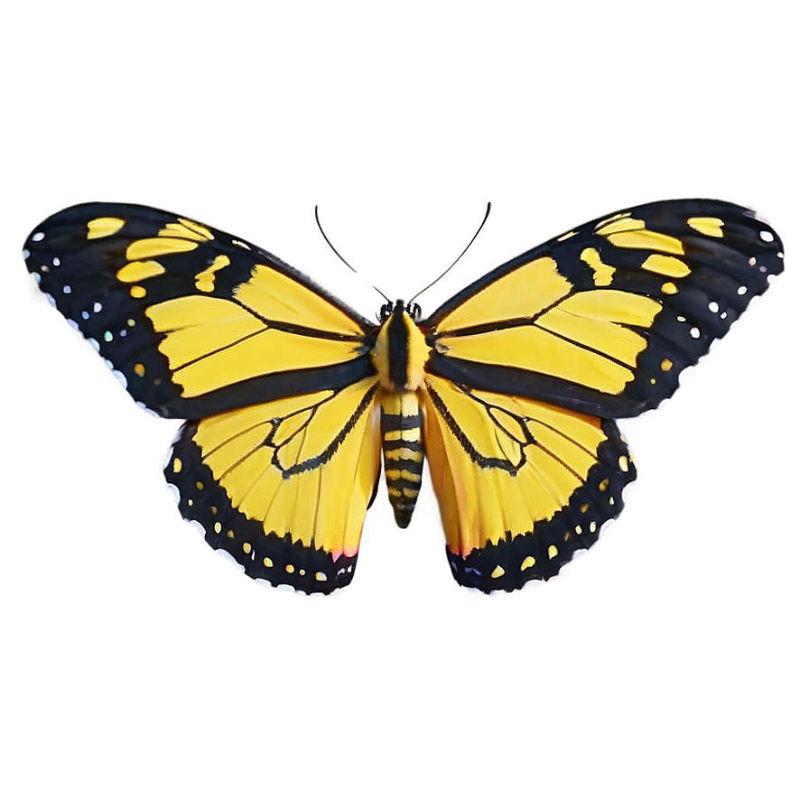 Yellow Tiger Butterfly Png Jjt