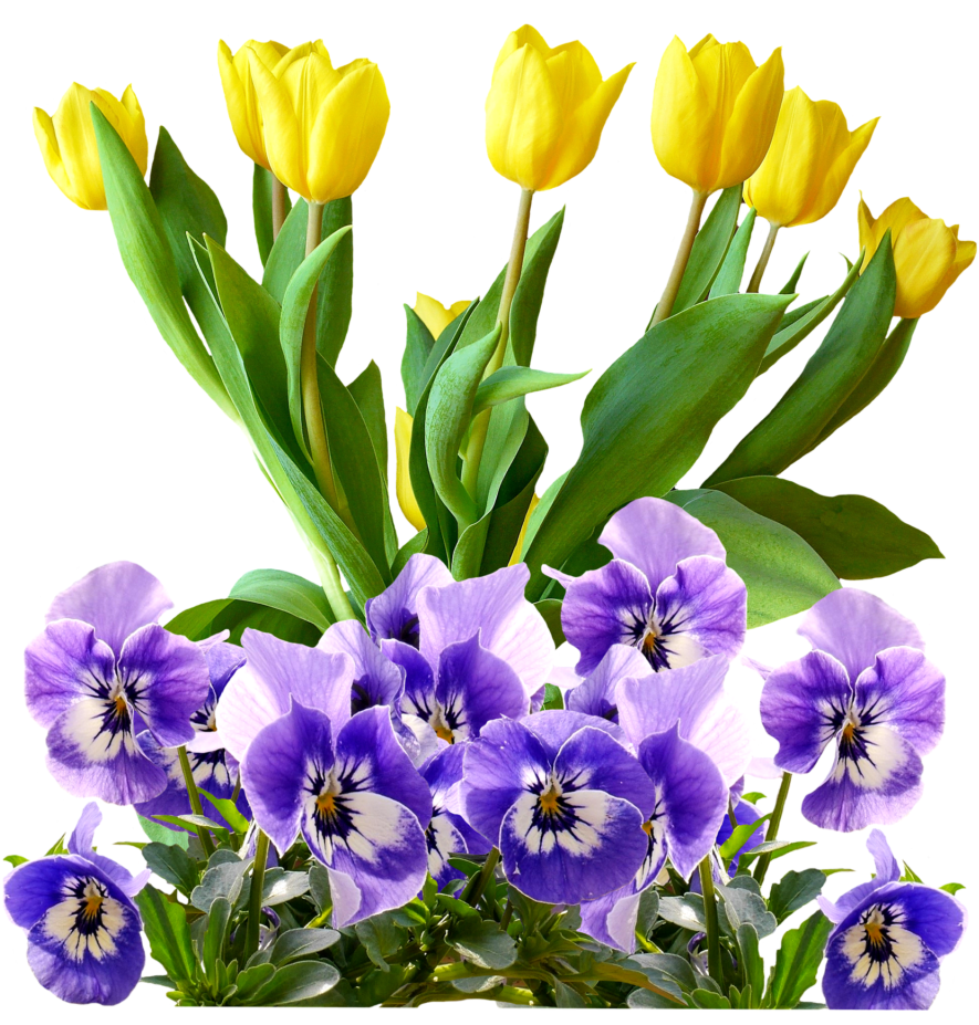 Yellow_ Tulips_and_ Purple_ Pansies