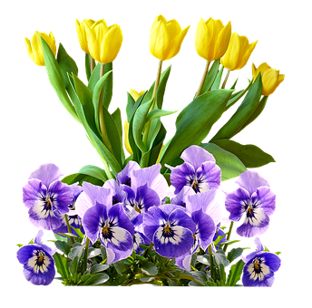 Yellow_ Tulips_and_ Purple_ Pansies PNG with transparent background