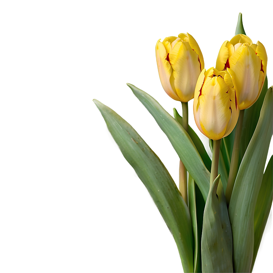 Yellow Tulips Png Spe77