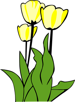 Yellow Tulips Vector Illustration PNG with transparent background