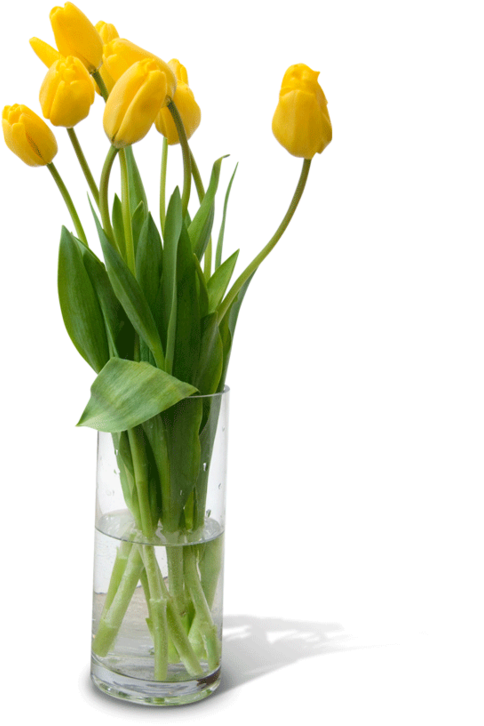 Yellow Tulipsin Glass Vase