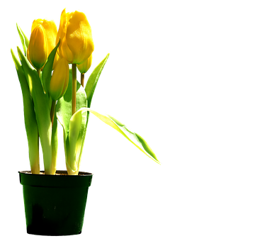 Yellow Tulipsin Pot Silhouette PNG with transparent background