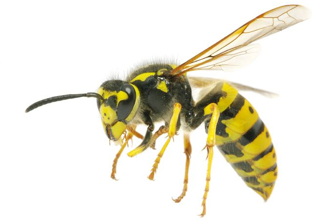 Yellow Wasp Side View PNG with transparent background