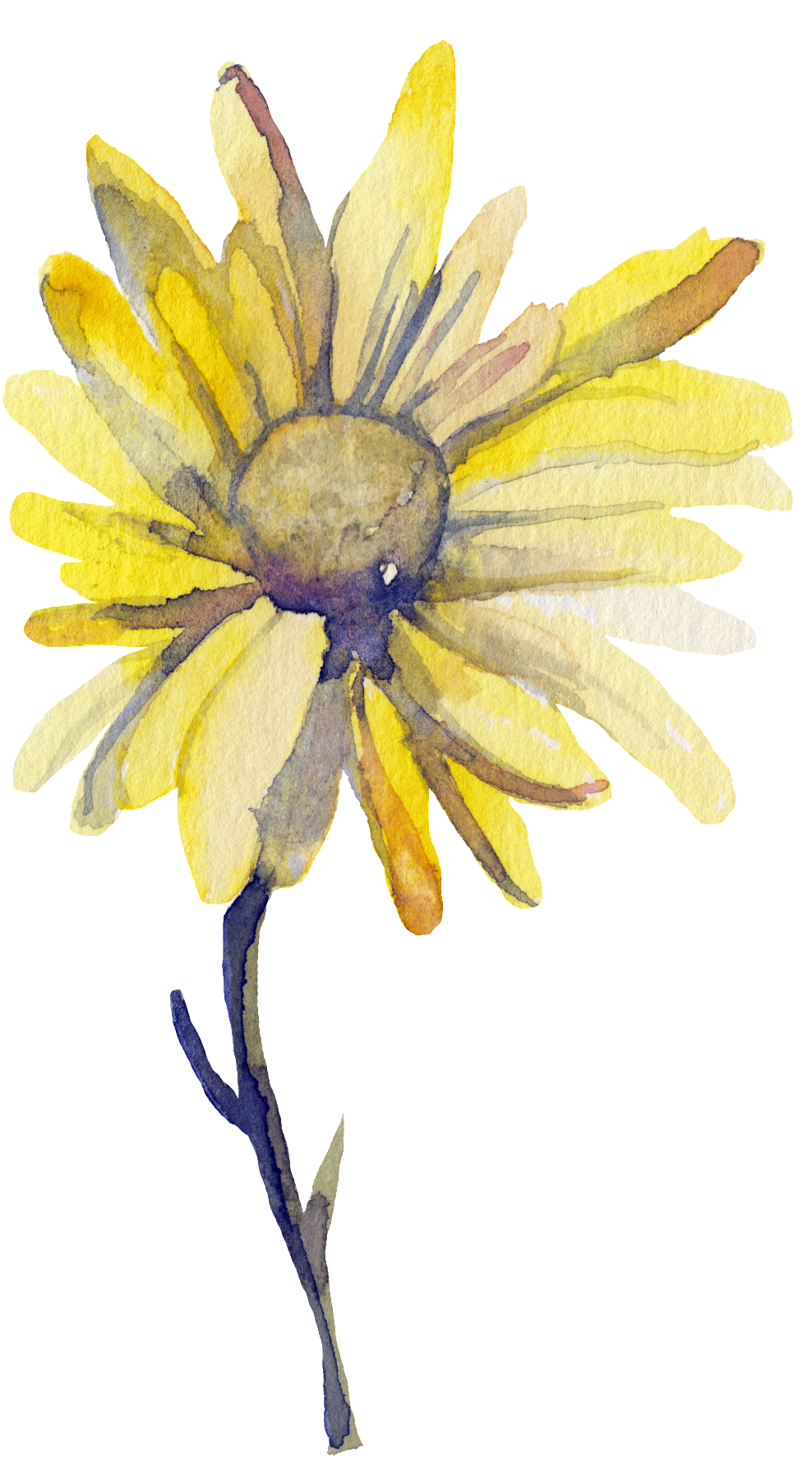 Yellow Watercolor Daisy.png