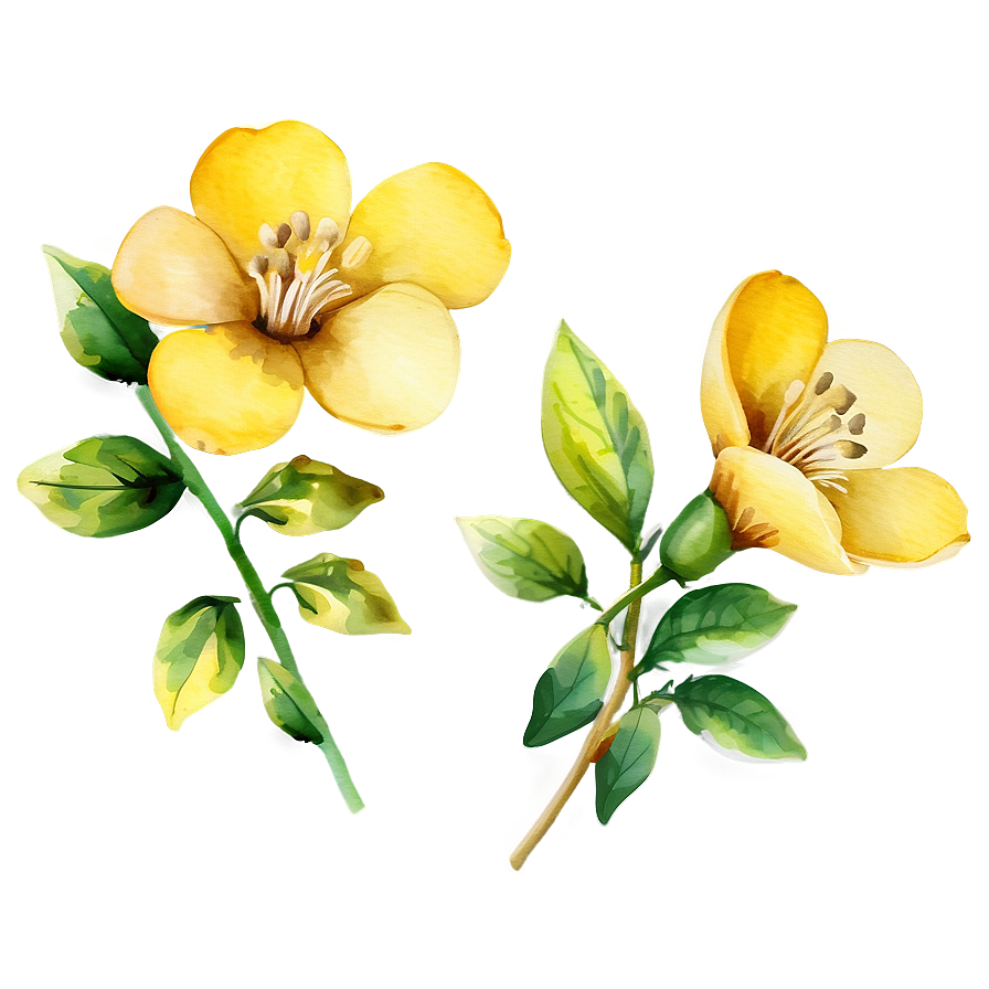 Yellow Watercolor Flowers Png 06122024