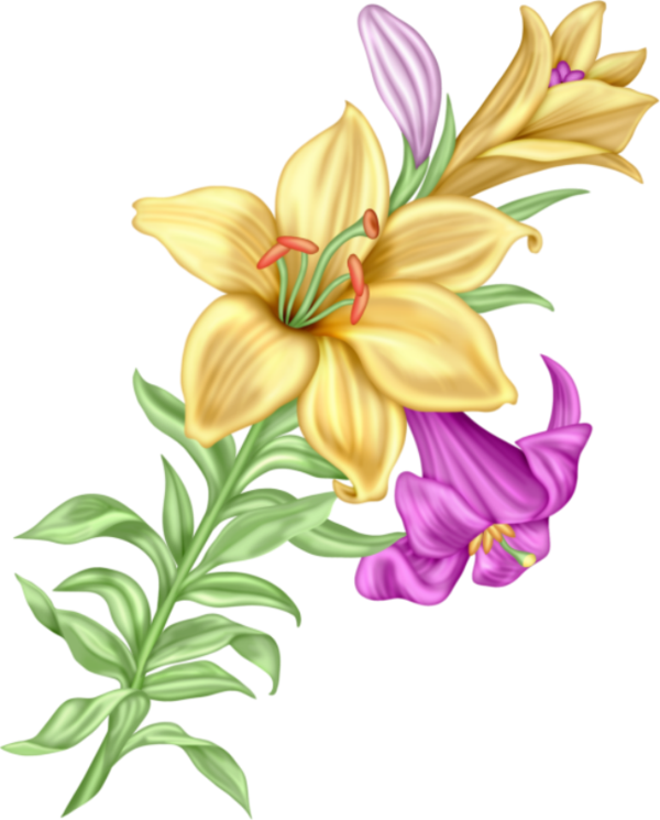 Yellowand Purple Gladiolus Illustration