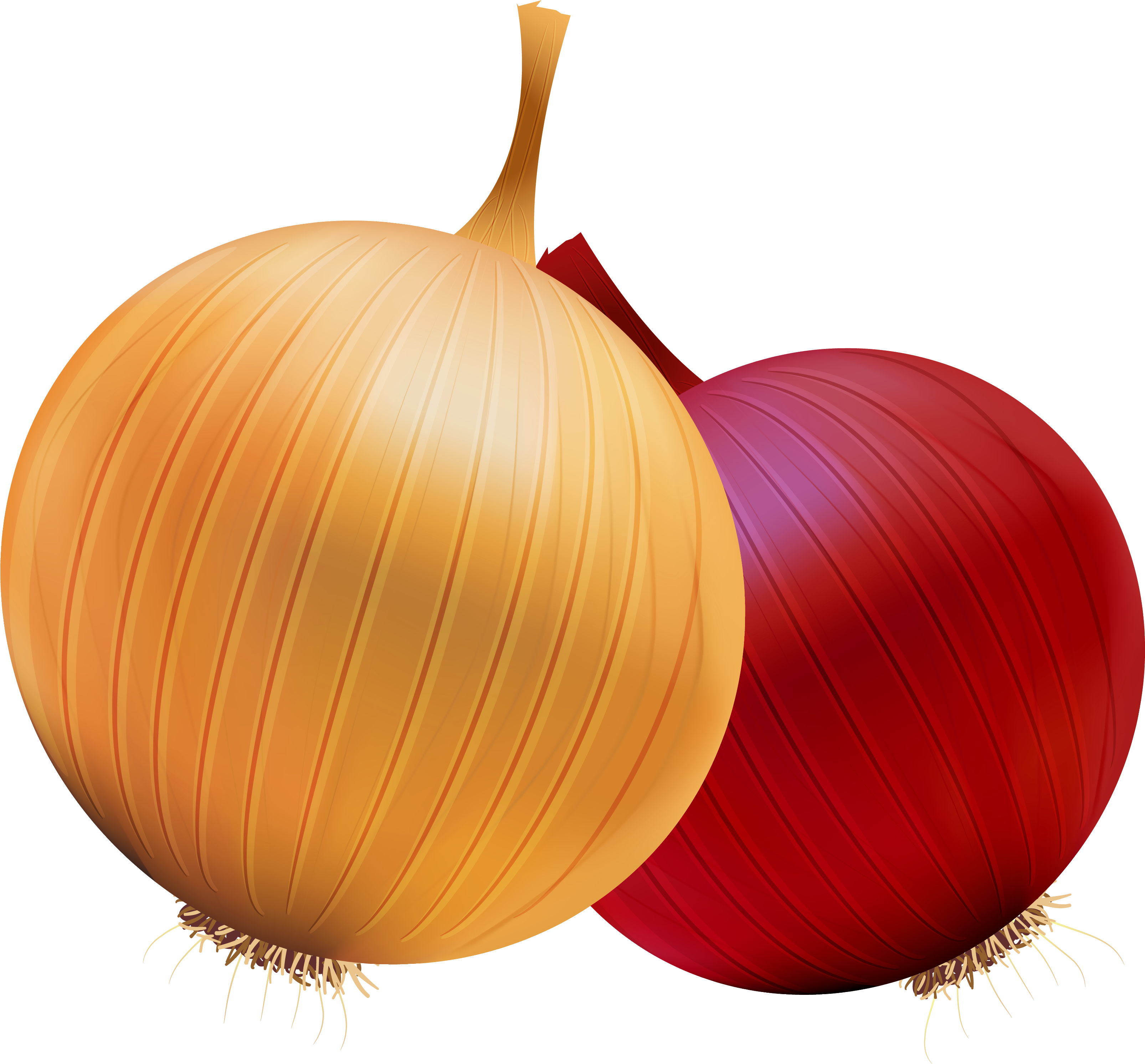 Onion And Red Onion Png Clipart - Onion Clipart Png, Transparent Png PNG with transparent background