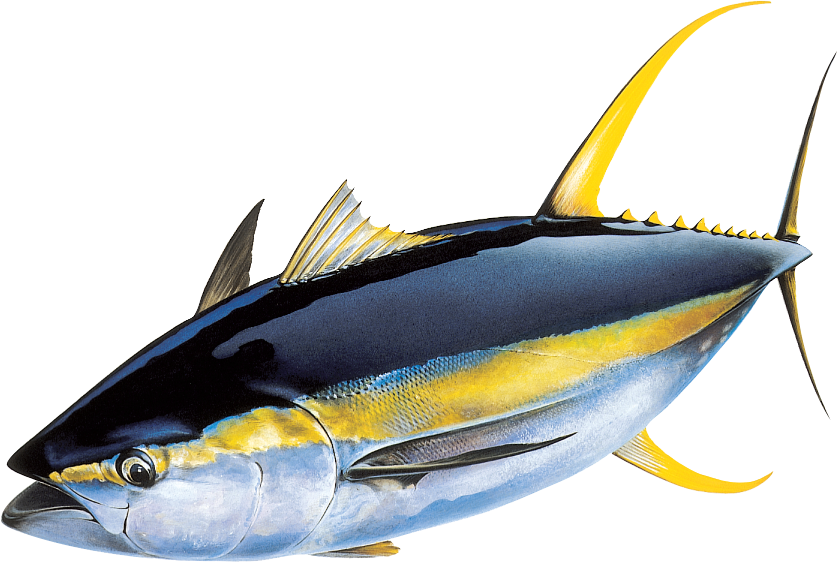 Yellowfin Tuna Illustration