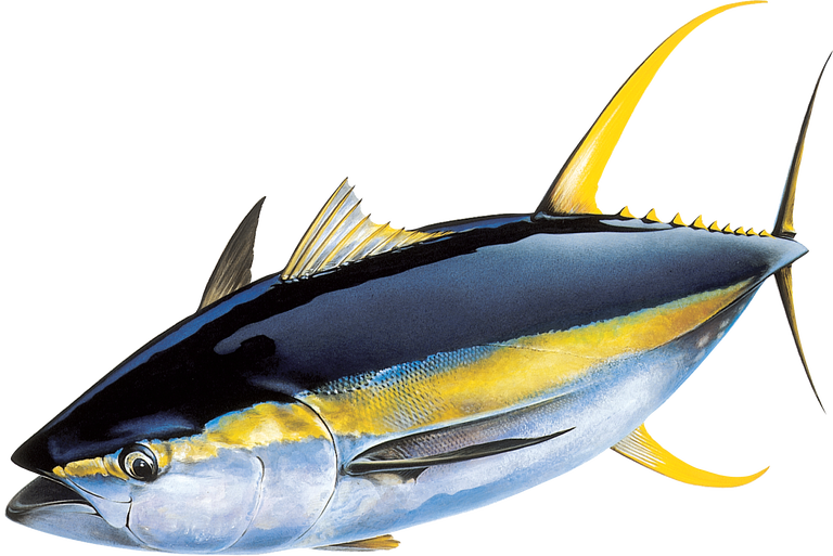 Image - Yellowfin Tuna Png, Transparent Png PNG image with a transparent background, free high-resolution download