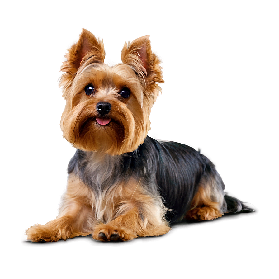 Yorkie Head Tilt Png Xlw