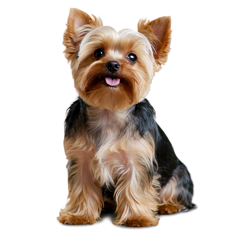 Yorkie Looking Up Png 06242024