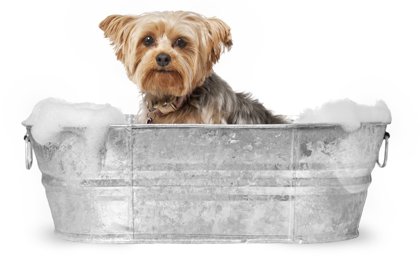 Yorkie In The Bath - Dog Grooming Images Hd, HD Png Download PNG with transparent background