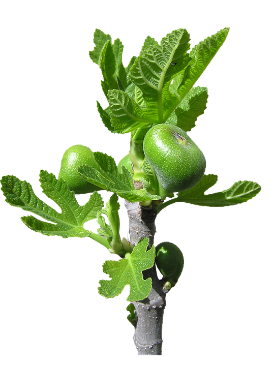 Young Fig Tree Branchwith Fruit PNG image with a transparent background, free high-resolution download