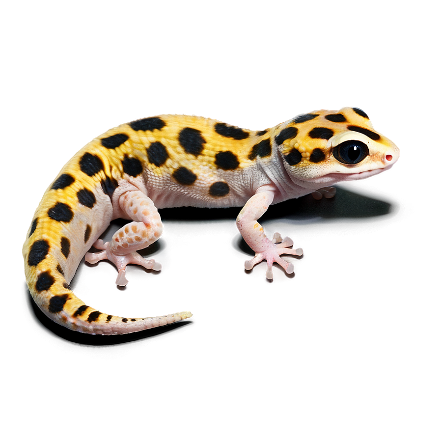 Young Leopard Gecko Png 88