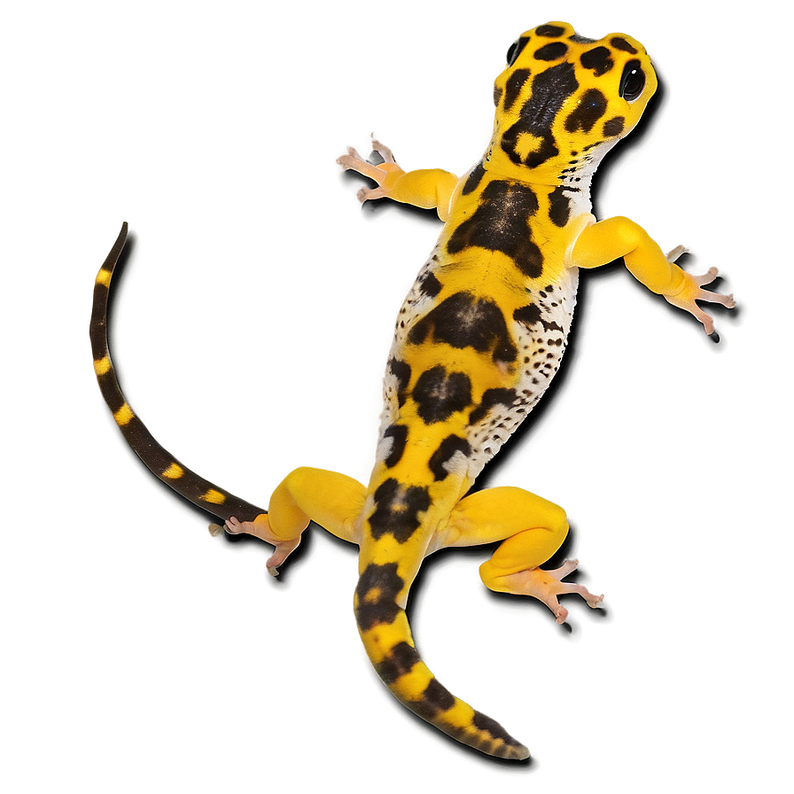 Young Leopard Gecko Png Ldw