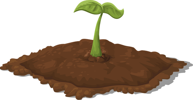 Young Plant Emerging From Soil PNG with transparent background