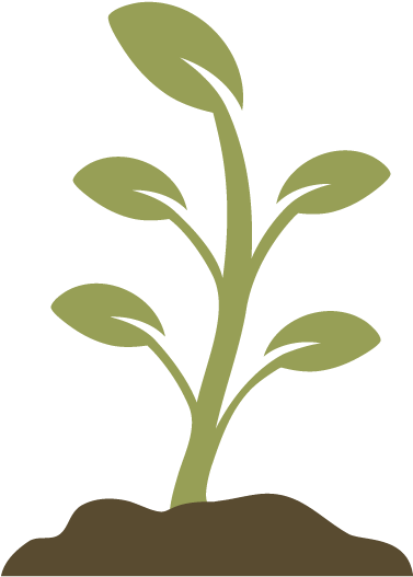 Young Plant Growing Illustration PNG with transparent background