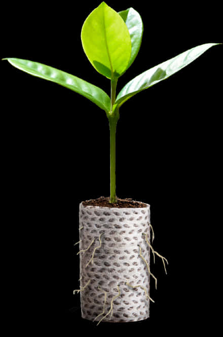 Young Plant Growing In Biodegradable Pot