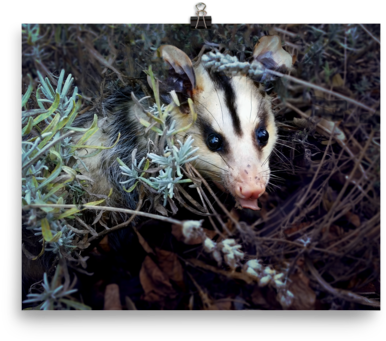 Young Possumin Natural Habitat.jpg