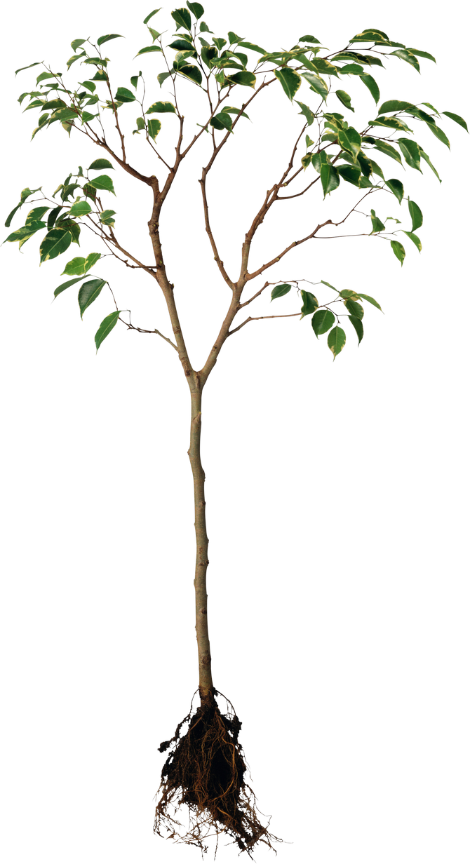 Tree Png Image - Forgive Is To Set A Prisoner Free U, Transparent Png PNG with transparent background