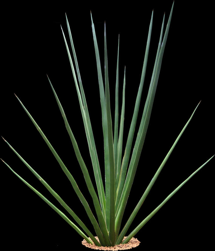 Yucca Plant Isolatedon Black