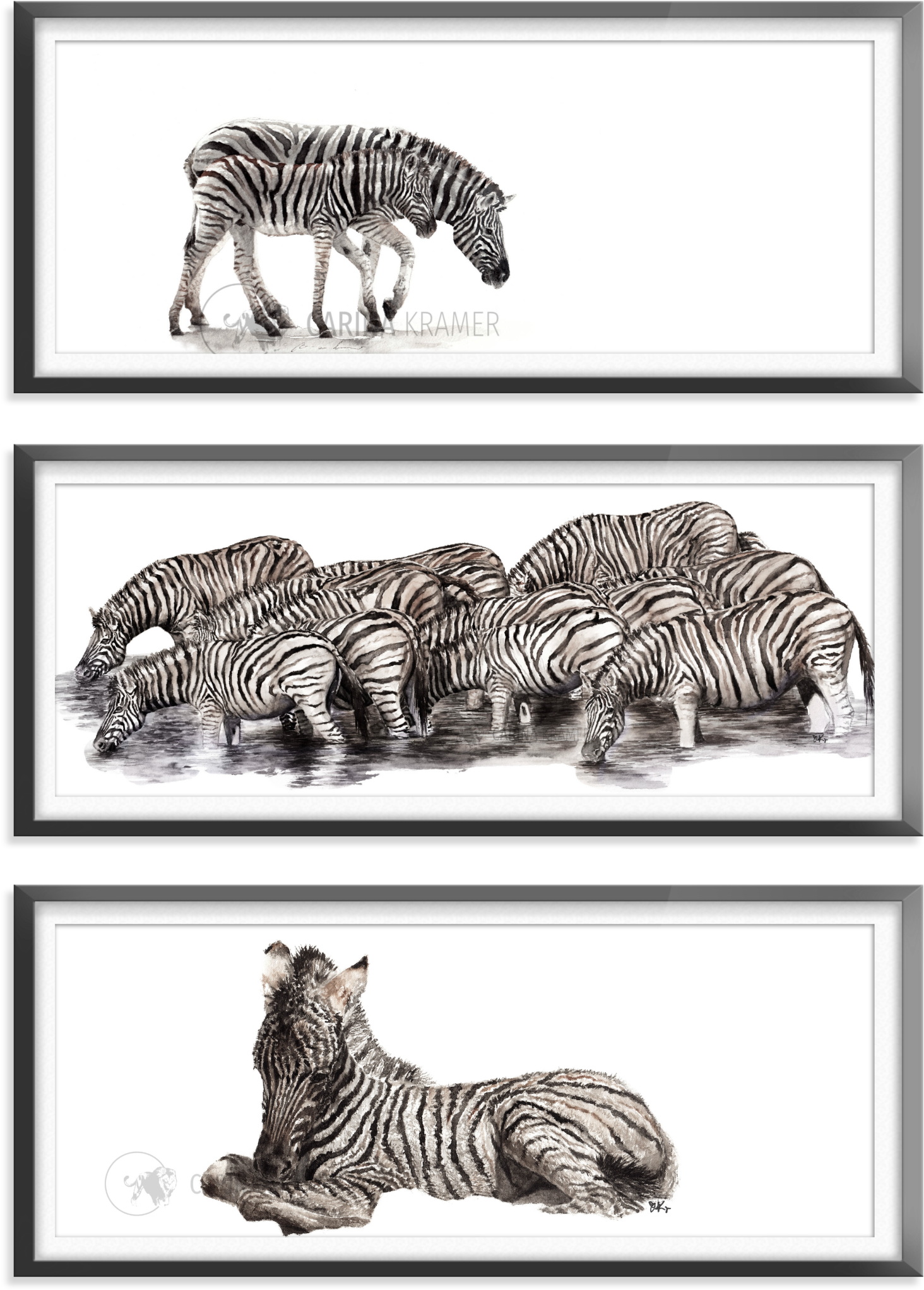 Zebra Collection - Zebra - Zebra, HD Png Download PNG with transparent background