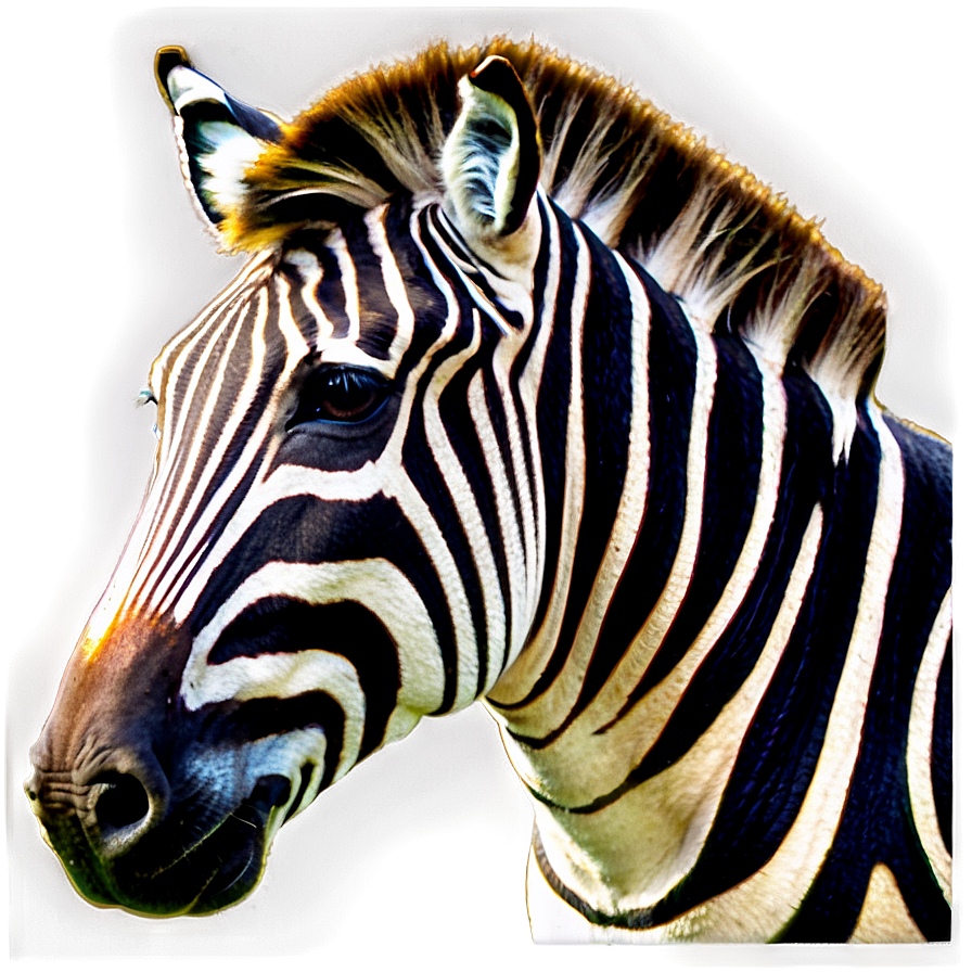 Zebra Emoji Png Utr