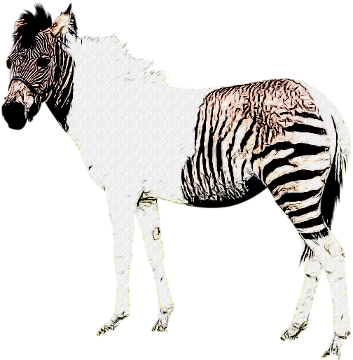 Zebra Horse Hybrid Illustration