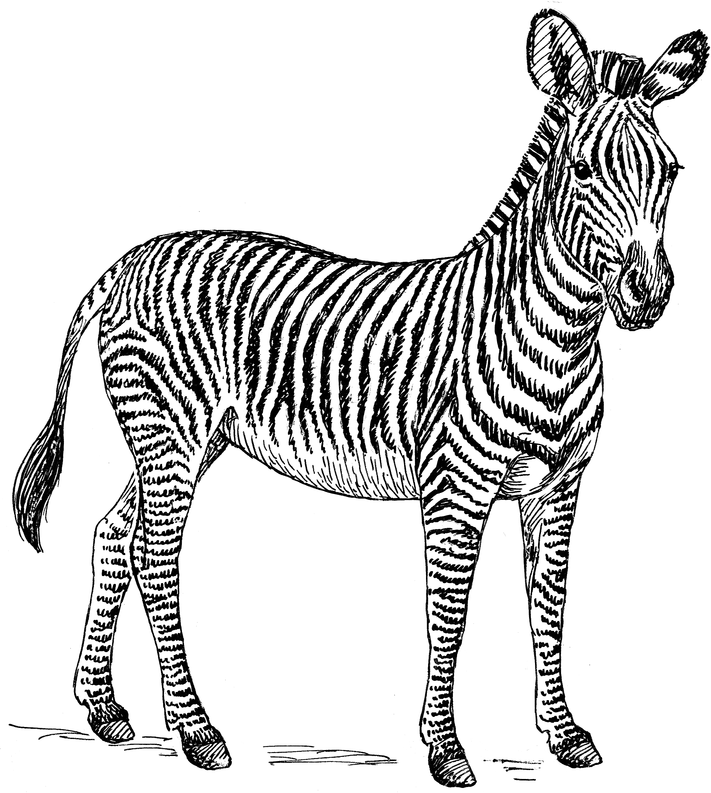 Zebra Png High-quality Image - Zebra Clipart Free, Transparent Png PNG with transparent background