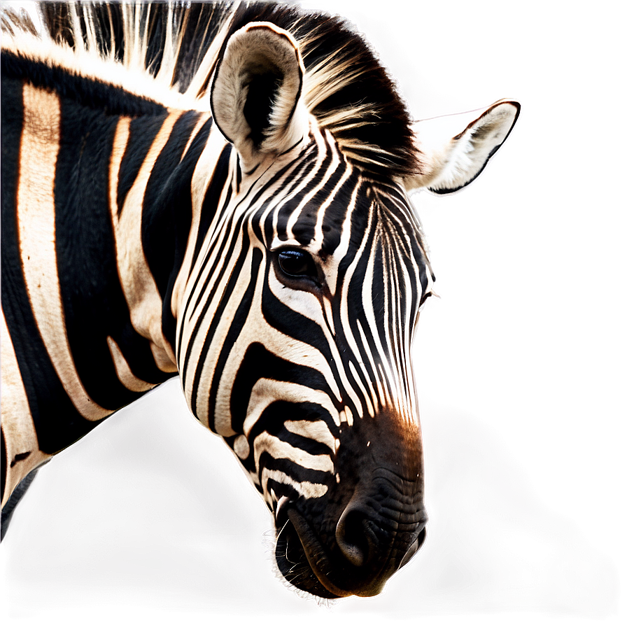 Zebra Profile Side View Png 60