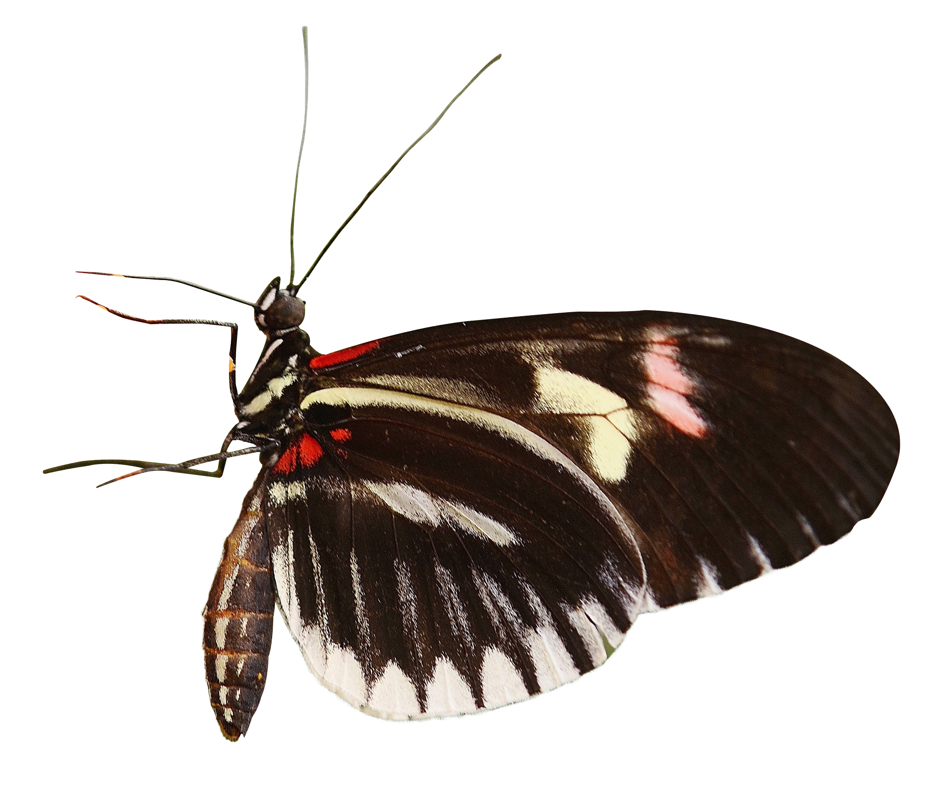 Zebra Winged Butterfly