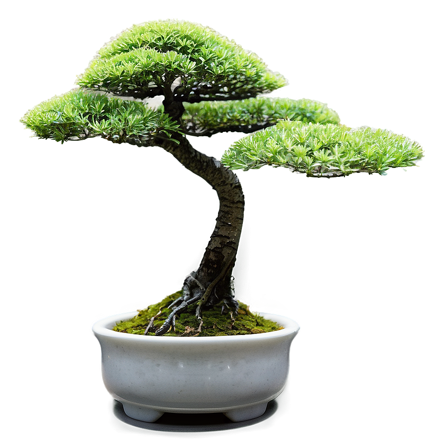 Zen Garden Bonsai Tree Png 06202024