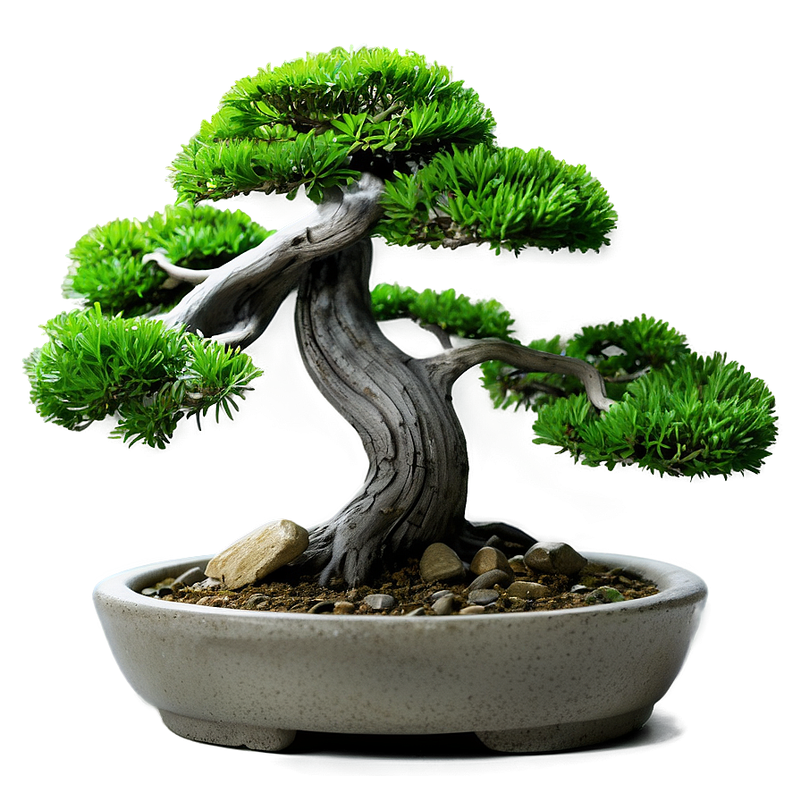 Zen Garden Bonsai Tree Png 06202024