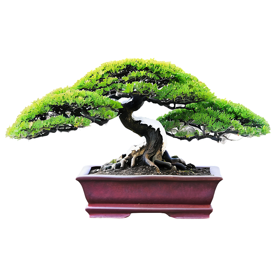 Zen Garden Bonsai Tree Png 06202024