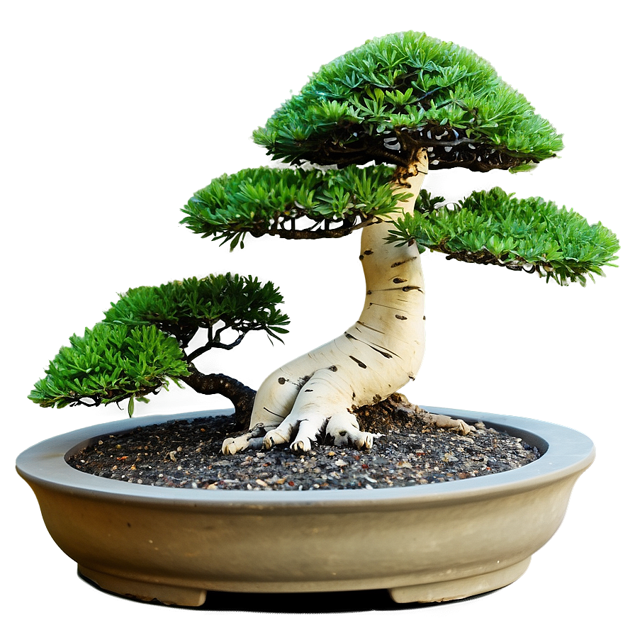 Zen Garden Bonsai Tree Png 93