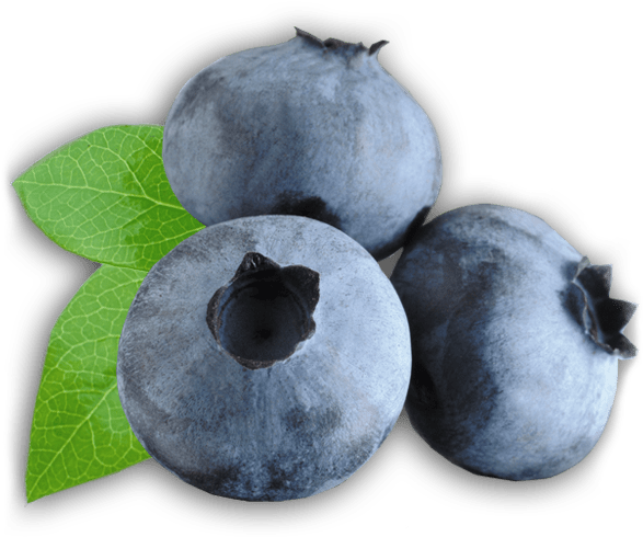 Zoom On Blueberries - Real Life Oran Berry, HD Png Download PNG with transparent background