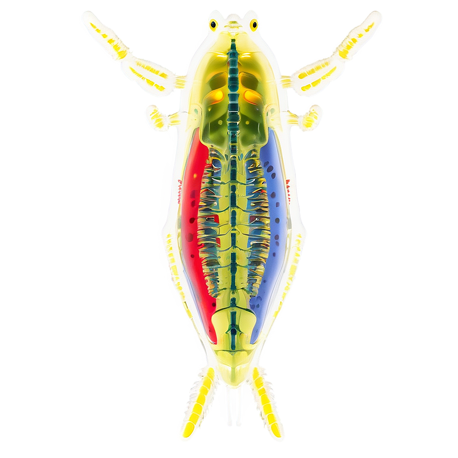 Zooplankton Anatomy Png Cvj