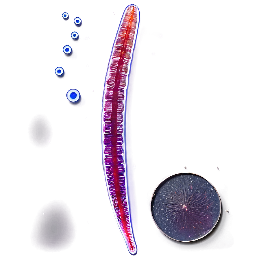 Zooplankton In Water Sample Png 24