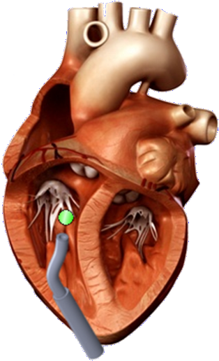 3 D Human Heart Model PNG Image