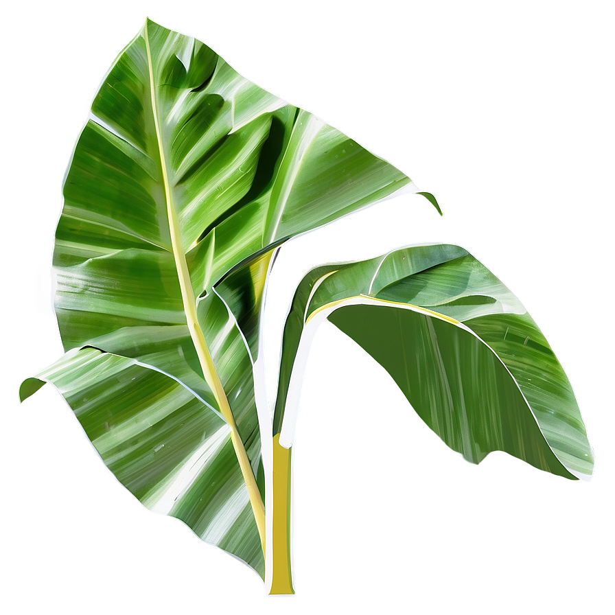 Abstract Banana Leaf Png 48 PNG Image