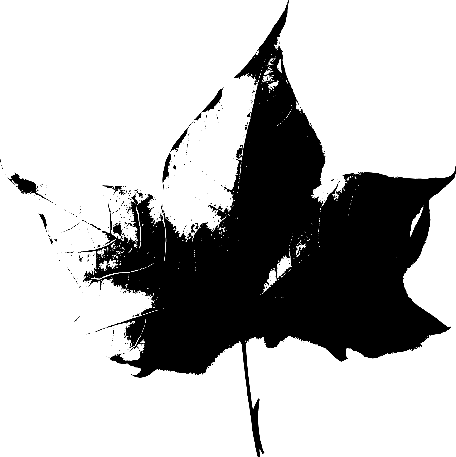 Abstract Black Leaf Silhouette PNG Image