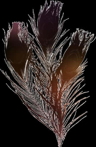 Abstract Feather Artwork PNG Image