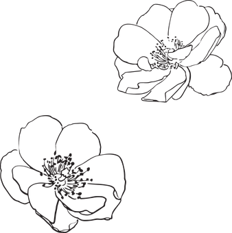 Abstract Rose Sketches PNG Image