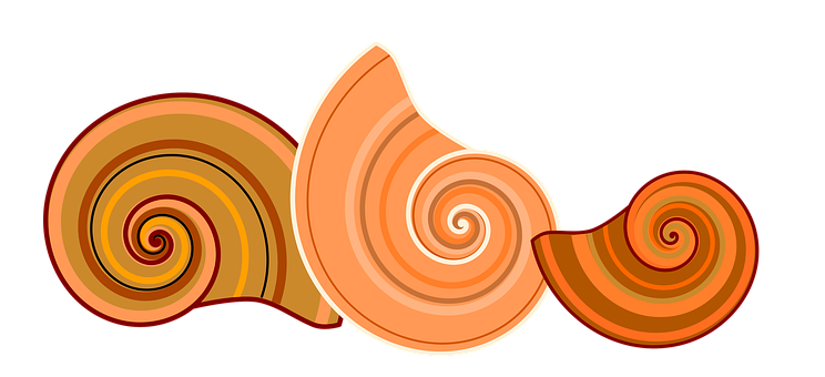 Abstract Spiral Shells Graphic PNG Image