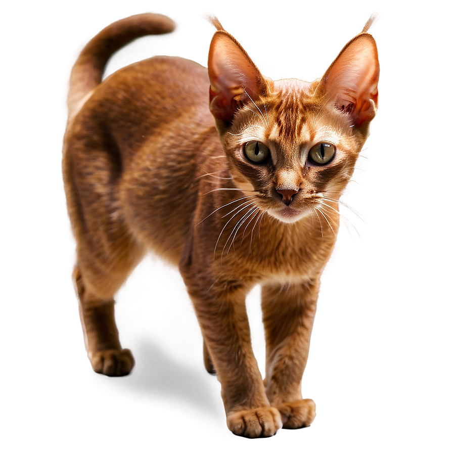 Abyssinian Cat Png Uvi PNG Image