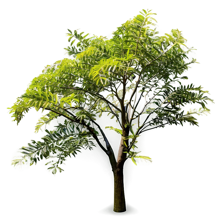 Acacia Tree C PNG Image