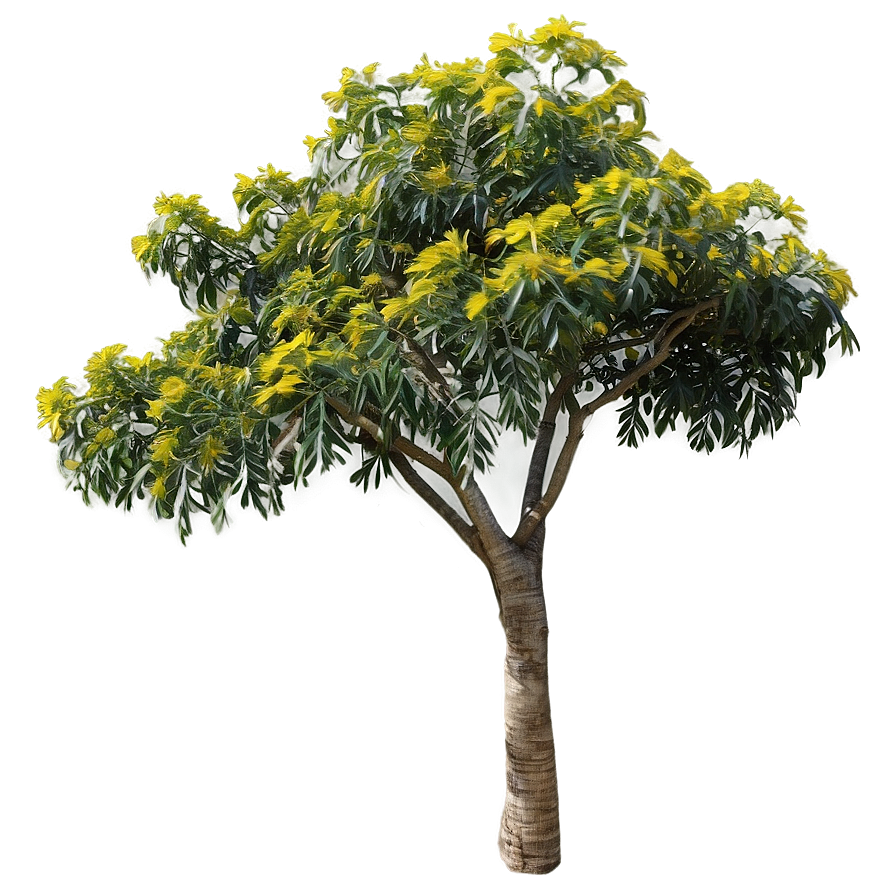 Acacia Tree D PNG Image