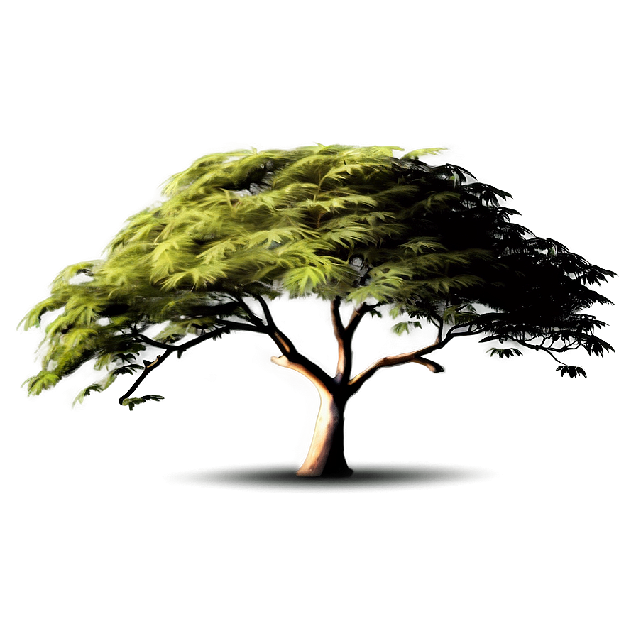 Acacia Tree In The Wind Png Xwg52 PNG Image