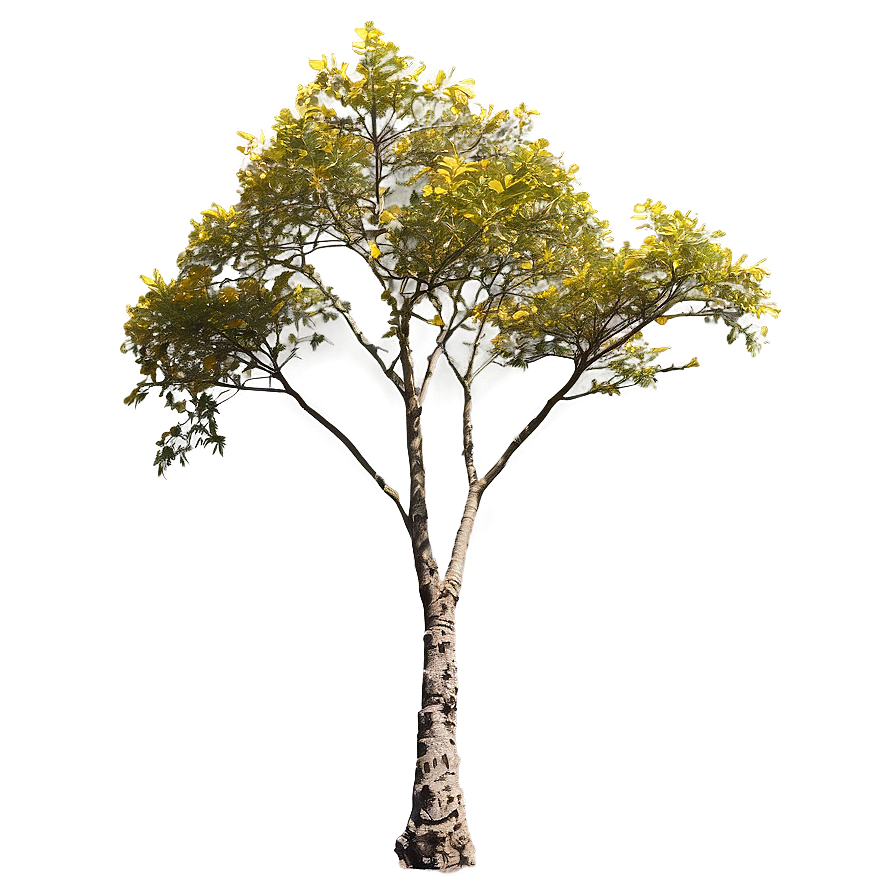 Acacia Tree Seasonal Changes Png 40 PNG Image